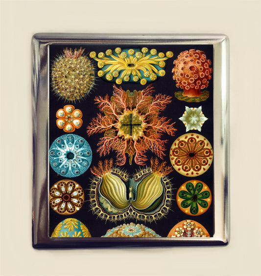 Ernst Haeckel Ascidiae Cigarette Case Business Card ID Holder Victorian Sea Creatures Marine Life Biology