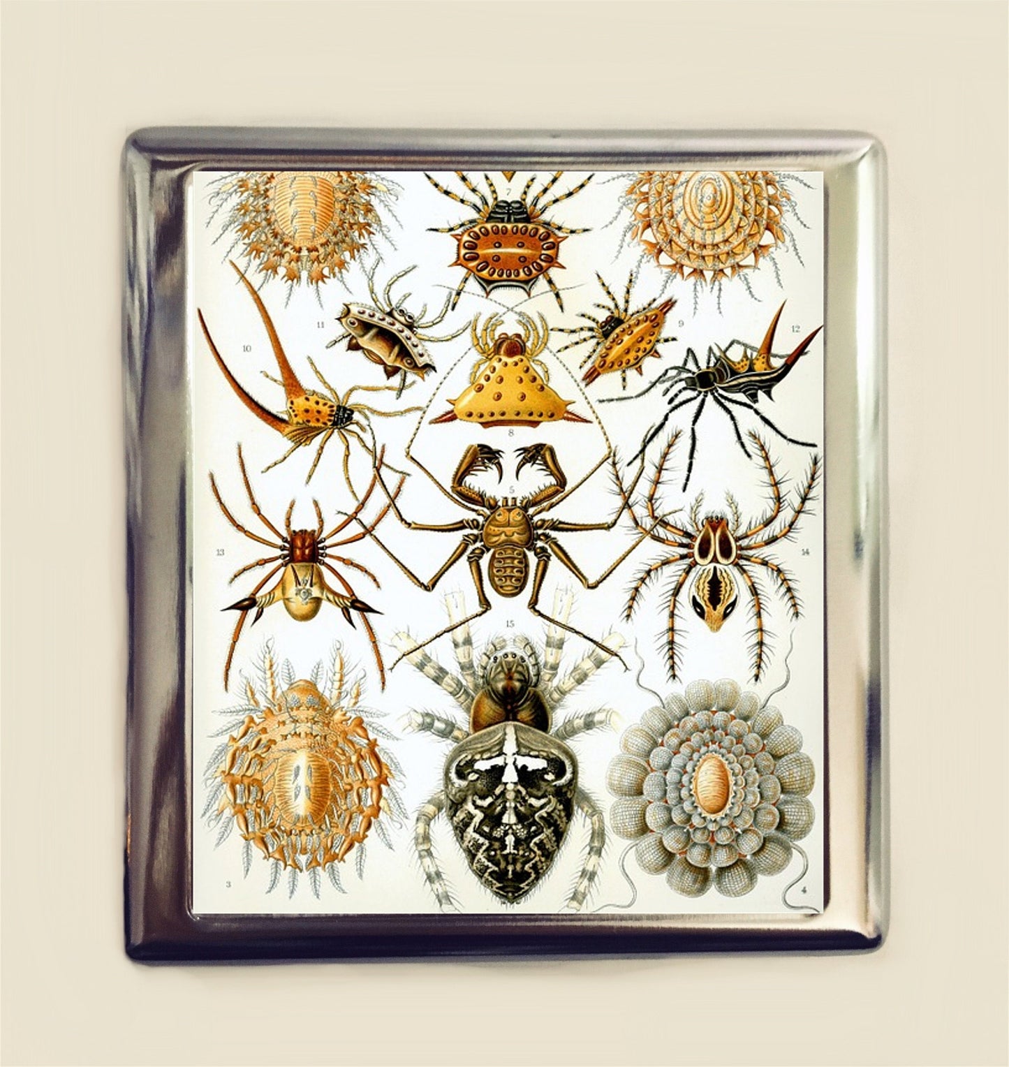 Ernst Haeckel Spider Cigarette Case Business Card ID Holder Victorian Spiders Arachnids